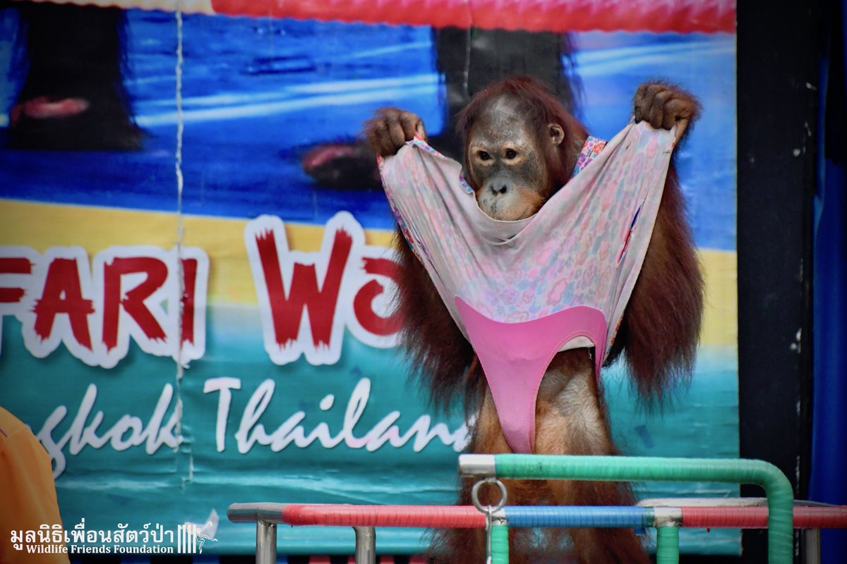 WFFThailand's tweet photo. WFFT is disappointed to learn that @Disney, @jimmykimmel &amp; @HalleBailey have been promoting cruel wildlife performances in Thailand, where endangered orangutans dressed in human clothes are forced to pose, kiss &amp; fondle tourists. Read our full statement: https://t.co/g83HOb8YCx https://t.co/2FqCYBcsRO
