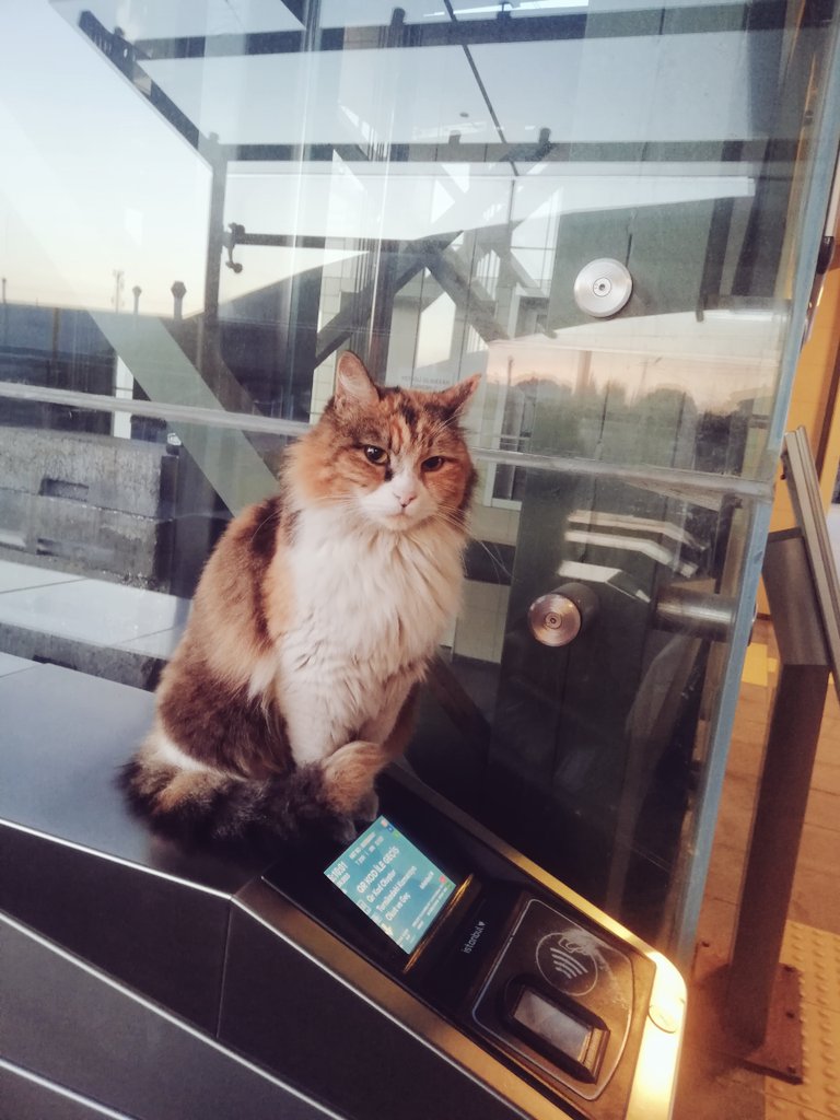 günaydın günaydın günaydın 🐈