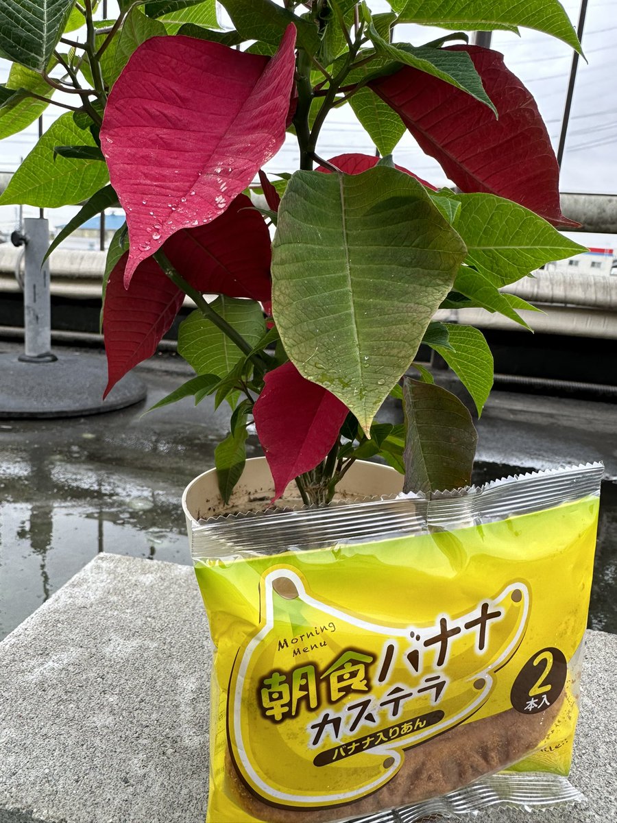 877lima's tweet image. リマです( ´∀｀)

冷たい雨が降っていますね。

みなさま、風邪などひかれませんように╰(*´︶`*)╯♡

あったかい飲み物とバナナカステラをどうぞ〜。