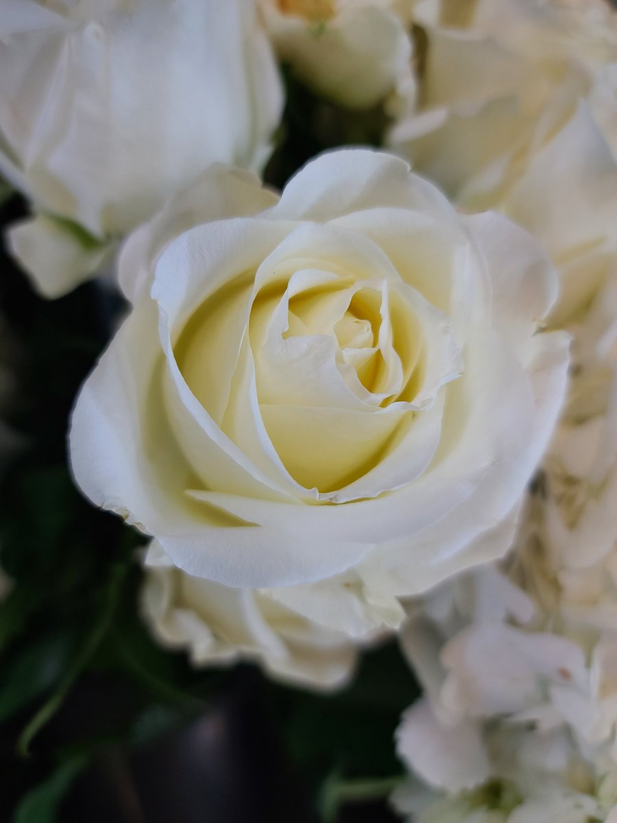 LonghornStems's tweet photo. Who is ready for Prom Arrangements?! #WeAreGR #FlowerPower @GRFFASchroeder @WeAreGRHS @LamarCISDCTE https://t.co/GgizGcahxA