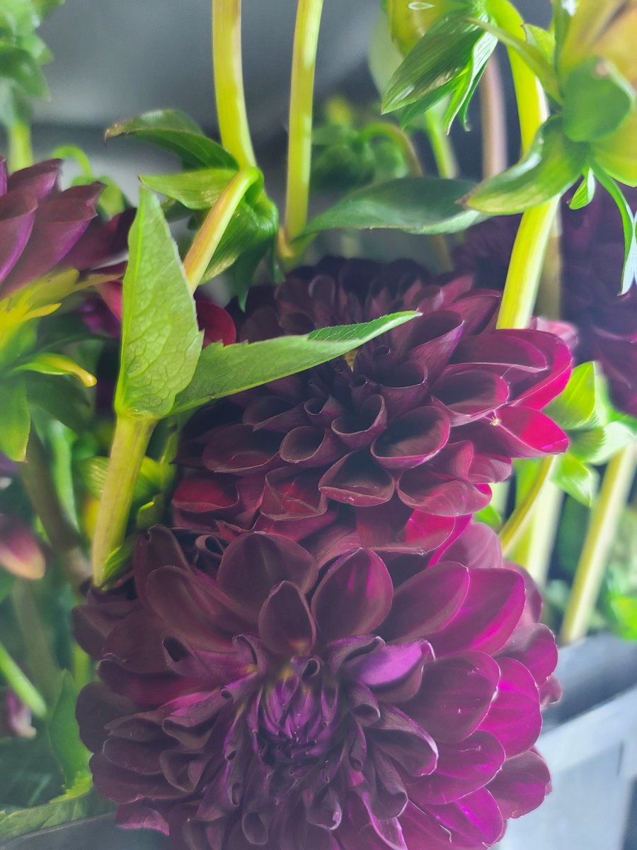 LonghornStems's tweet photo. Who is ready for Prom Arrangements?! #WeAreGR #FlowerPower @GRFFASchroeder @WeAreGRHS @LamarCISDCTE https://t.co/GgizGcahxA