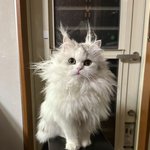 猫は毛づくろいが上手そう？下手すぎる猫もいた!