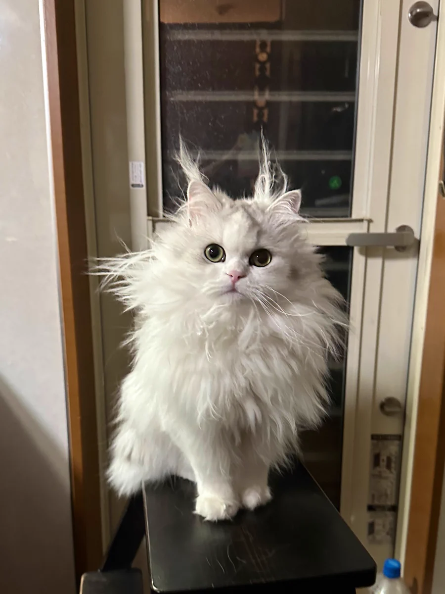 猫は毛づくろいが上手そう？下手すぎる猫もいた！