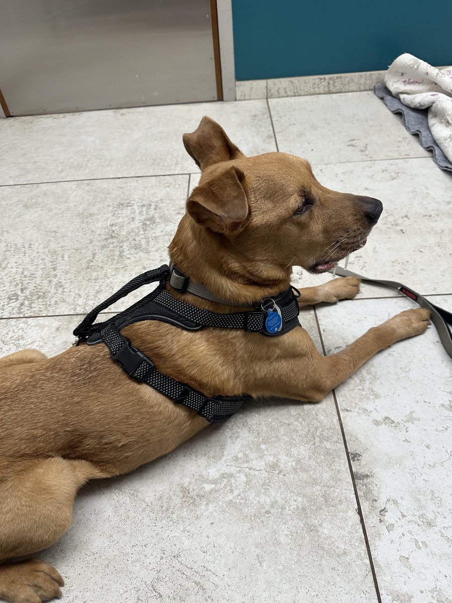 RIP Bubbas the dog at 7:45pm on April 24, 2023 😭

A huge thank you to the hundreds of you that helped me keep him alive through his cancer diagnosis and the last five months while he's fought through some really difficult cancer radiation side effects and infection.

Your