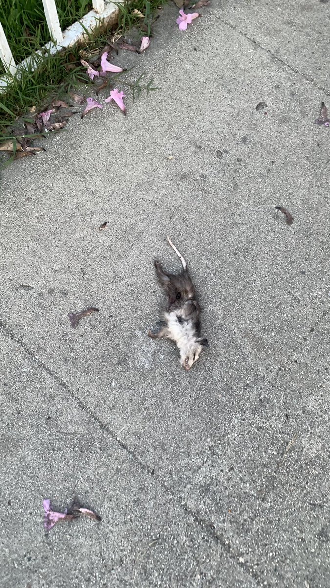 Iphigenia of Foie Graphics tweet media