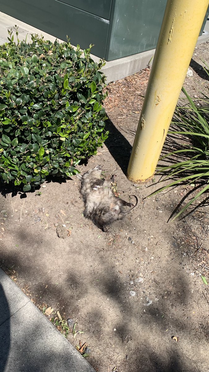 Iphigenia of Foie Graphics tweet media