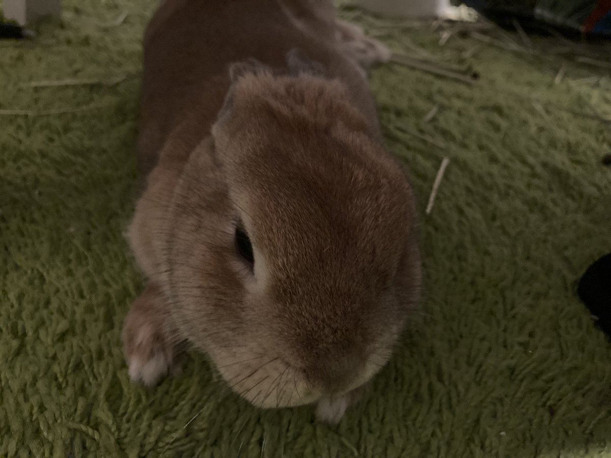 久しぶりに溶けたけだまを見た