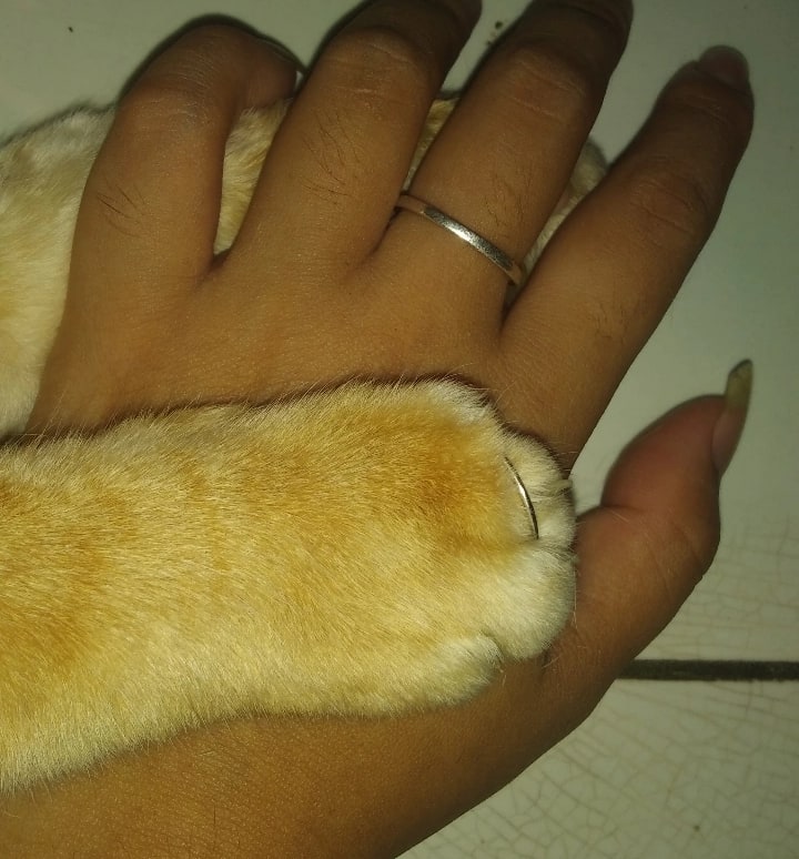 heyusel's tweet photo. precious pet. 
#catlovers #Trending #LeafsForever #tarekfatah https://t.co/AyfEGFfEJL