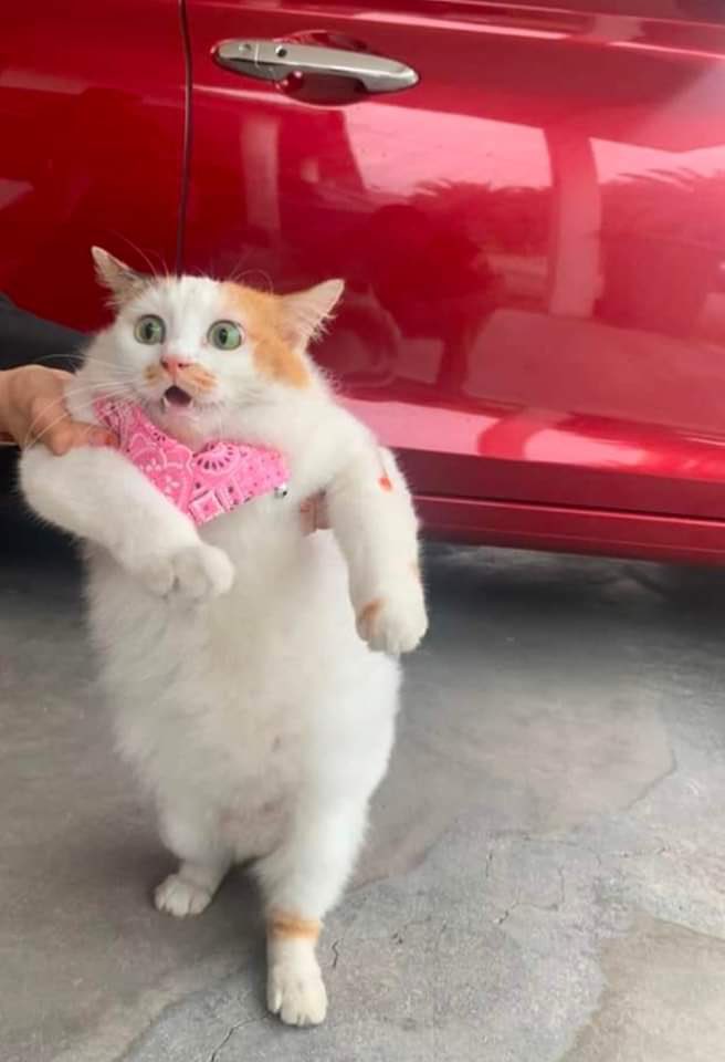 ketengahketepi's tweet photo. My introvert ass bila mama suruh keluar salam tetamu and cakap “ada orang nak tengok anak mama” https://t.co/0f6GA3pP6l