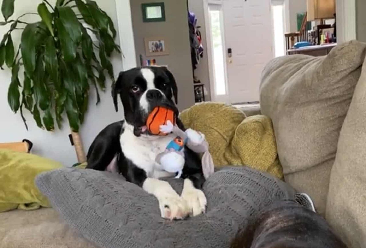 PawstyleO's tweet photo. When dogs love something, they’ll latch onto that particular object wherever they go. No matter how silly they look, canines won’t mind so long as they can hold onto their favorite toy throughout the day. #Dogs #EuroBoxer

https://t.co/KTEbSbAAE9 https://t.co/AkNLCFHMsk