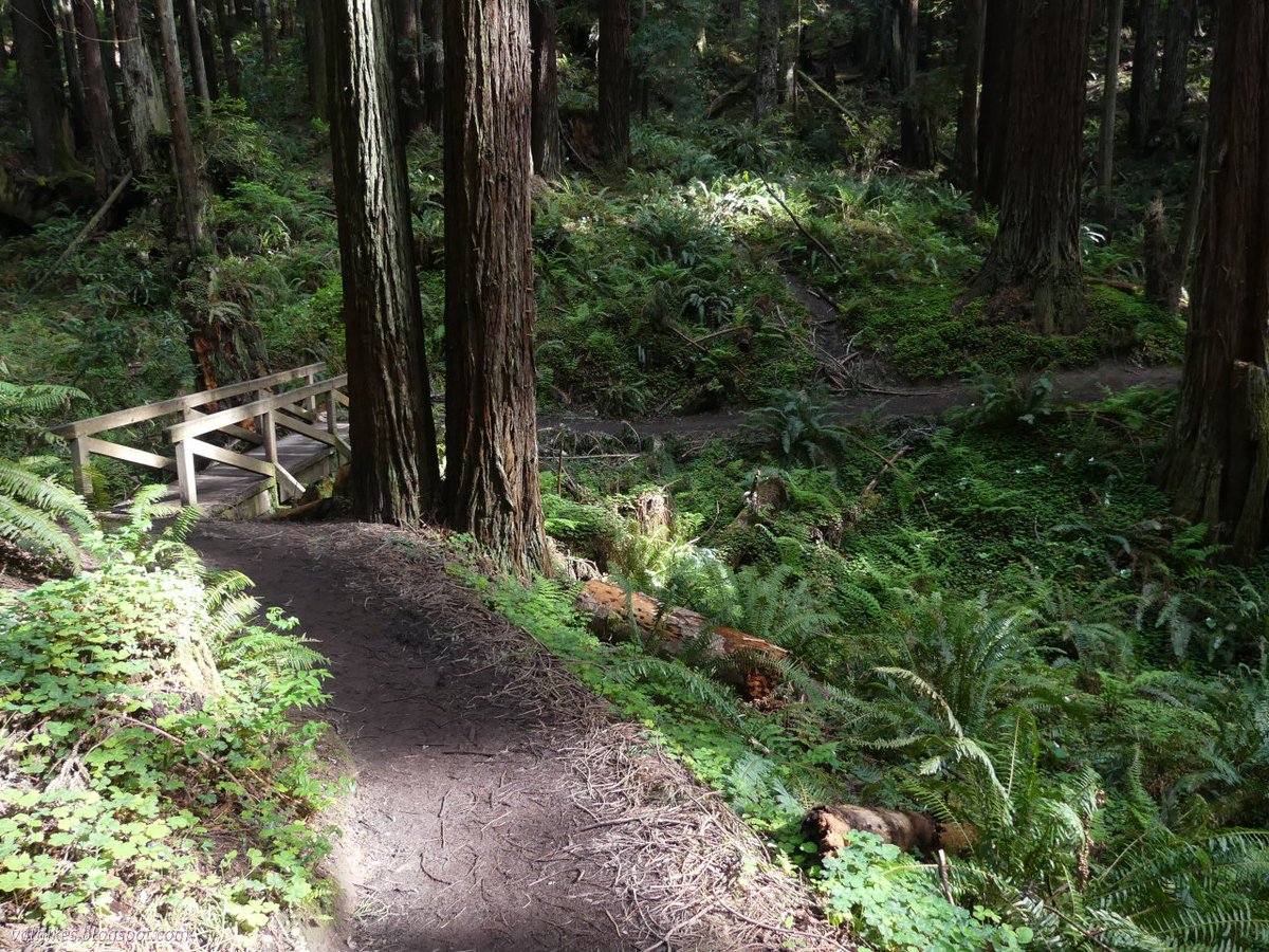hikingchemist's tweet photo. I finally noticed some new trails that were added to #ArcataCommunityForest and had a meander of them, along with a few other highlights around the place. Details here: https://t.co/30jrpYEHEw
#hiking #nature #landscape #forest #wildflowers #water https://t.co/Ah8FcFmL1a