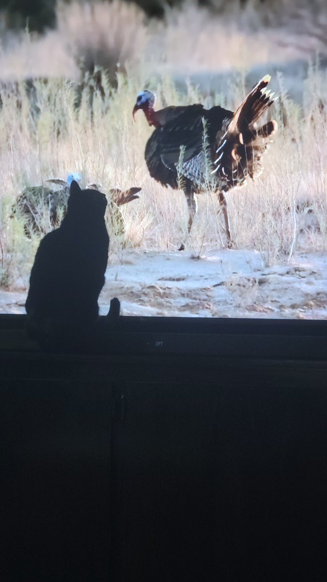 HuntFishTravel's tweet photo. The minute she hears the turkey calls she is 100% in YouTube watching mode.
She literally watches from start to finish!
🤣🤣🦃🦃🎯🎯 #turkeyhunting
#SpringThunder
@Realtree https://t.co/NSL95Dx0uo
