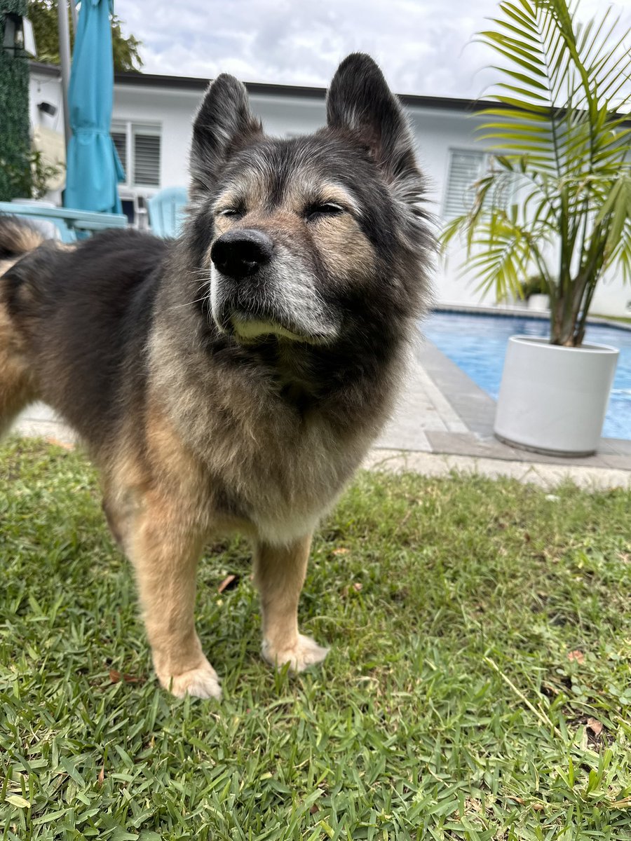 BrianDombrowski's tweet photo. Haven’t posted anything in awhile so here are my awesome dogs https://t.co/NcLkGiz8fY