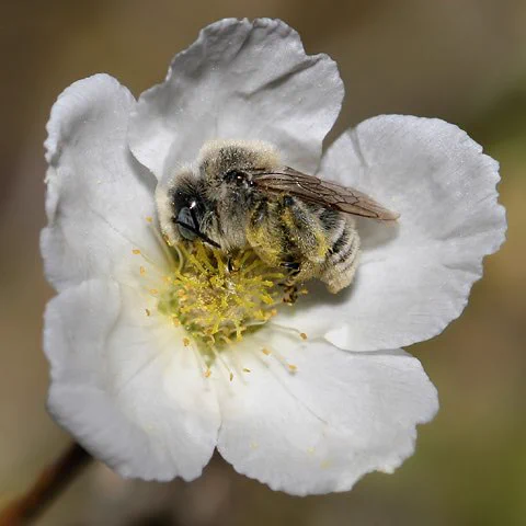 ミツバチは花の中で寝たりする。しかも他のミツバチと一緒に