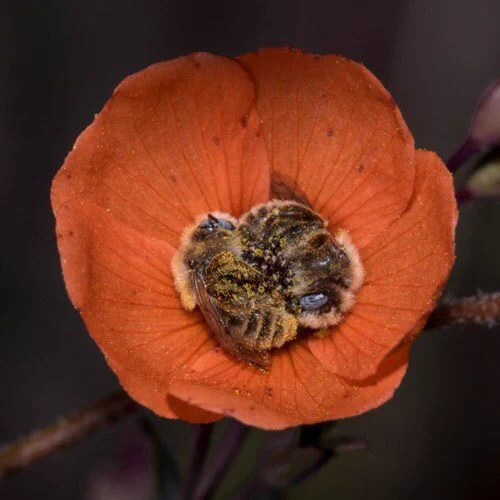 ミツバチは花の中で寝たりする。しかも他のミツバチと一緒に