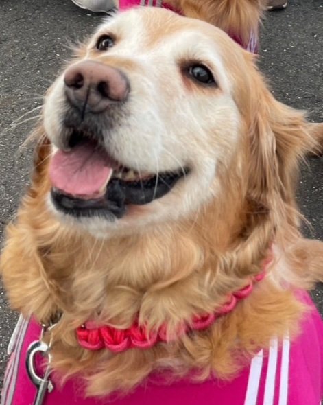 sen787853's tweet photo. たくさんの思い出ありがとう　　来未たん
#ゴールデンレトリバー 
#犬も大切な家族 
#ペットロス https://t.co/m2BpUx2Mtn