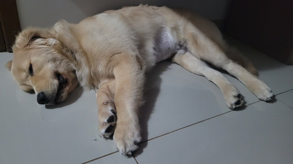HIDzera's tweet photo. O Apollo não está muito bem (apesar de estar sempre sorrindo). Comeu alguma bobeira no passeio e está com diarreia.

Desejem melhoras pro nosso neném 💙

#GoodApollo https://t.co/2Dy7bzio6u