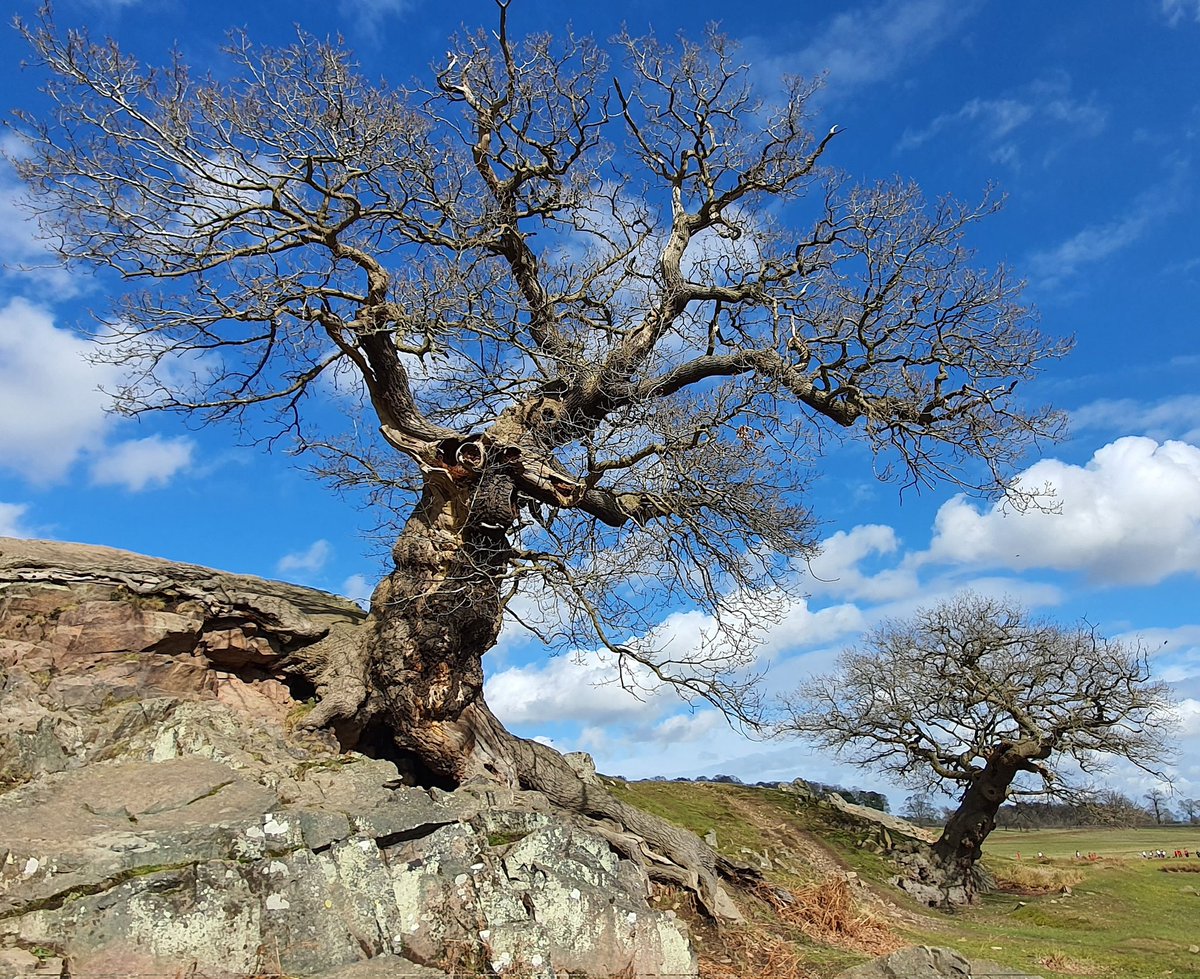 Happy #thicktrunktuesday 💚
At @BradgatePark in #theNationalForest this week for some stunning slow growing oaks. 
Check out the @WoodlandTrust 's Ancient Tree Inventory to find ancient, veteran and notable trees near you in the UK. ati.woodlandtrust.org.uk