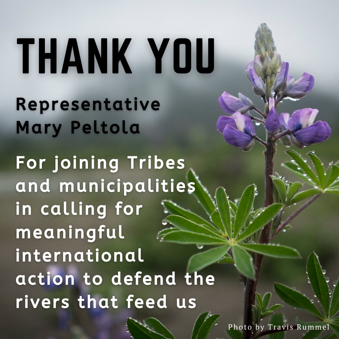 SalmonBeyondBorders tweet media