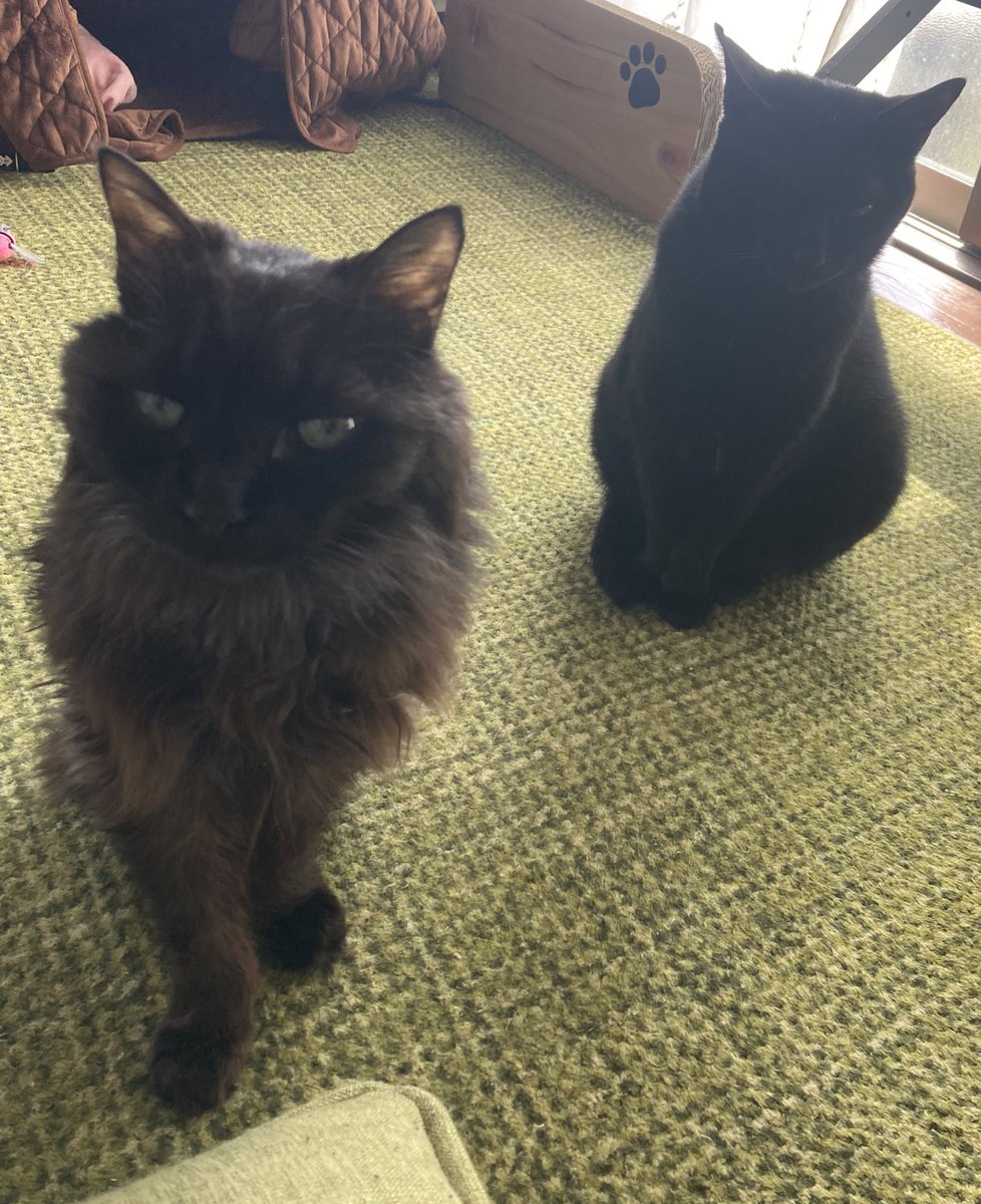 おはねこ☀️
おはにゃんこ

くろねこーーず🐈‍⬛🐈‍⬛
左がラナで、右がひなたです☺️ https://t.co/PFerdHmYOs