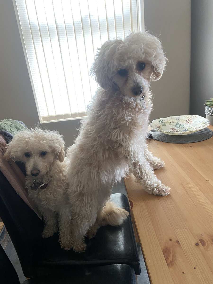 hayleyjayne1981's tweet image. My Pocket 🤗🤗🤗🤗💜💜💕 #cavapoochon