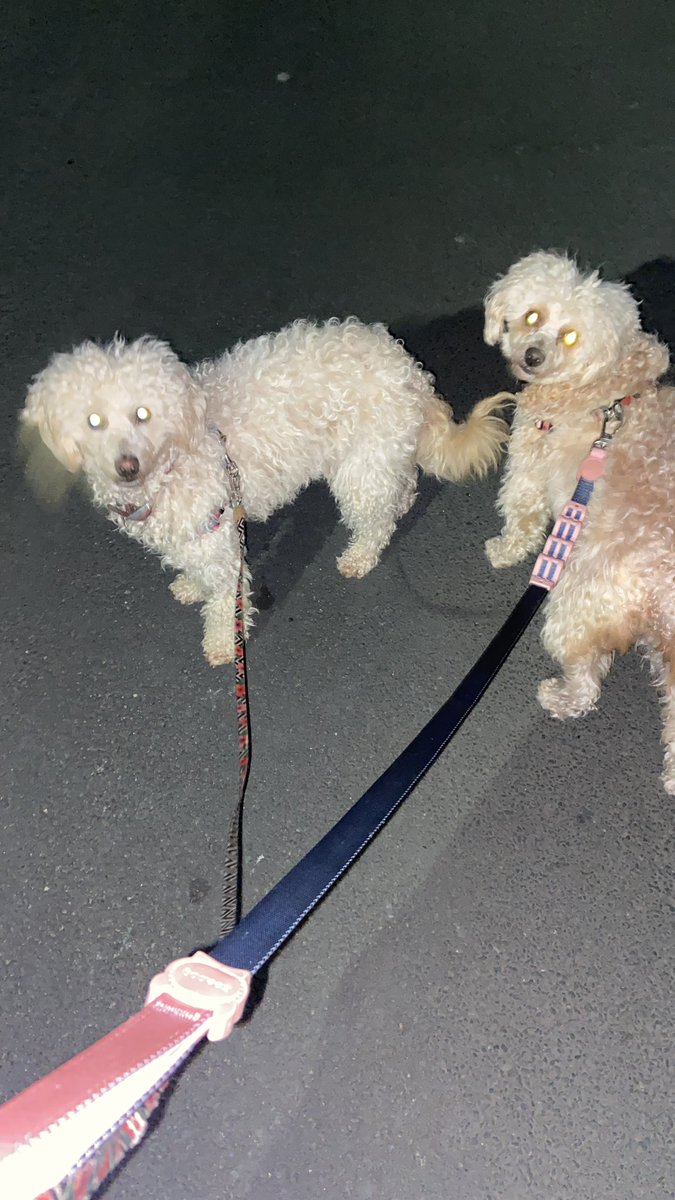 hayleyjayne1981's tweet image. My Pocket 🤗🤗🤗🤗💜💜💕 #cavapoochon