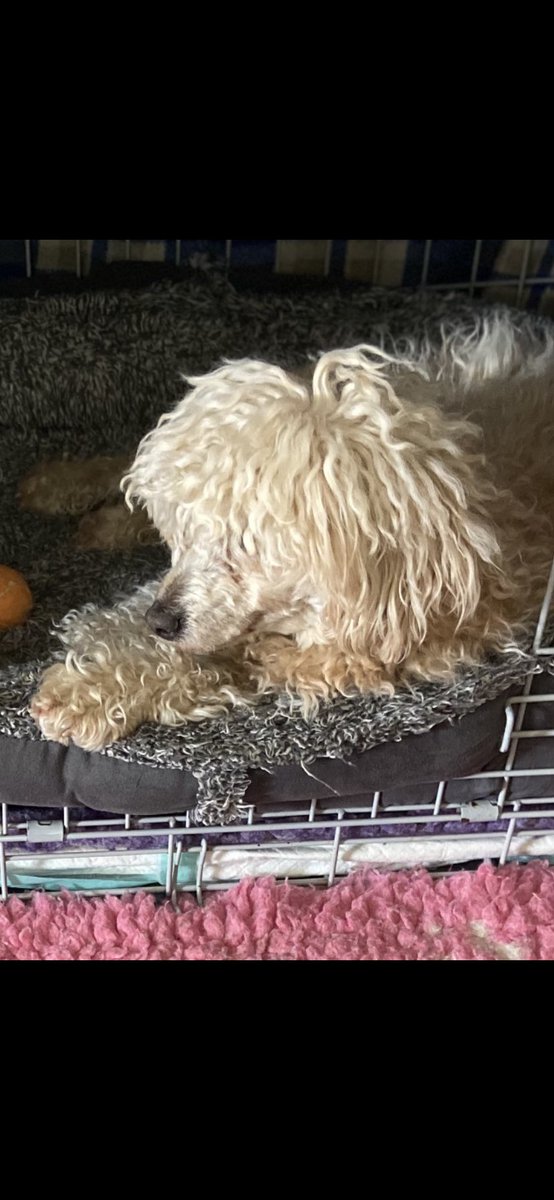 hayleyjayne1981's tweet image. My Pocket 🤗🤗🤗🤗💜💜💕 #cavapoochon