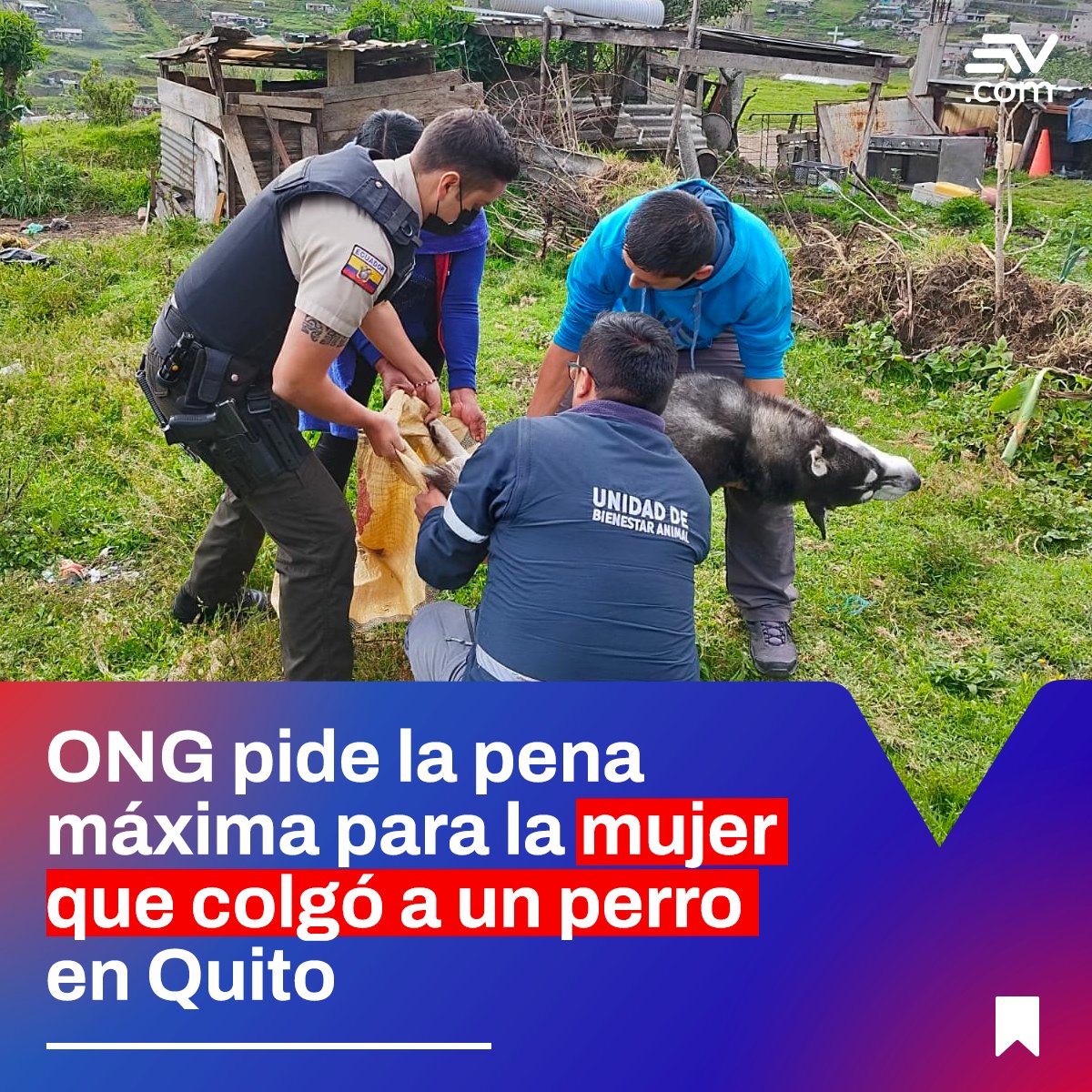 #Quito | Un video impactante que muestra a una mujer asesinando a un perro de raza Husky Siberiano 🐾 conmocionó a la ciudadanía. 

Este miércoles, 26 de abril, se llevará a cabo una audiencia de juzgamiento ➡️ bit.ly/3L48jaK