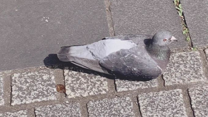これは全然逃げなくて逆に不安になった日向ぼっこ中のハトチャン 