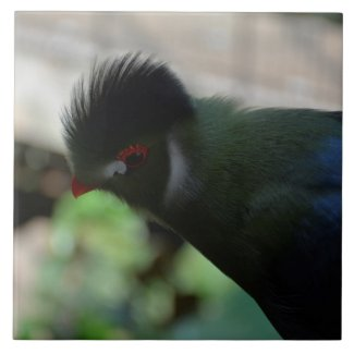 LowellMcnamara's tweet photo. https://t.co/1z0XpvXGMb #GuineaTuraco #Turaco #tileart #Tiles #TropicalBirds #birds #Birding #Nature #Tropical #gifts #Giftideas #LookAgain #LookAgainPhotography #Zazzle Original photography by Daniel McNamara https://t.co/LyQTgCRz9F
