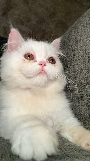 TW Pornstars - Gigardez. Pictures and videos from Twitter. Page 4