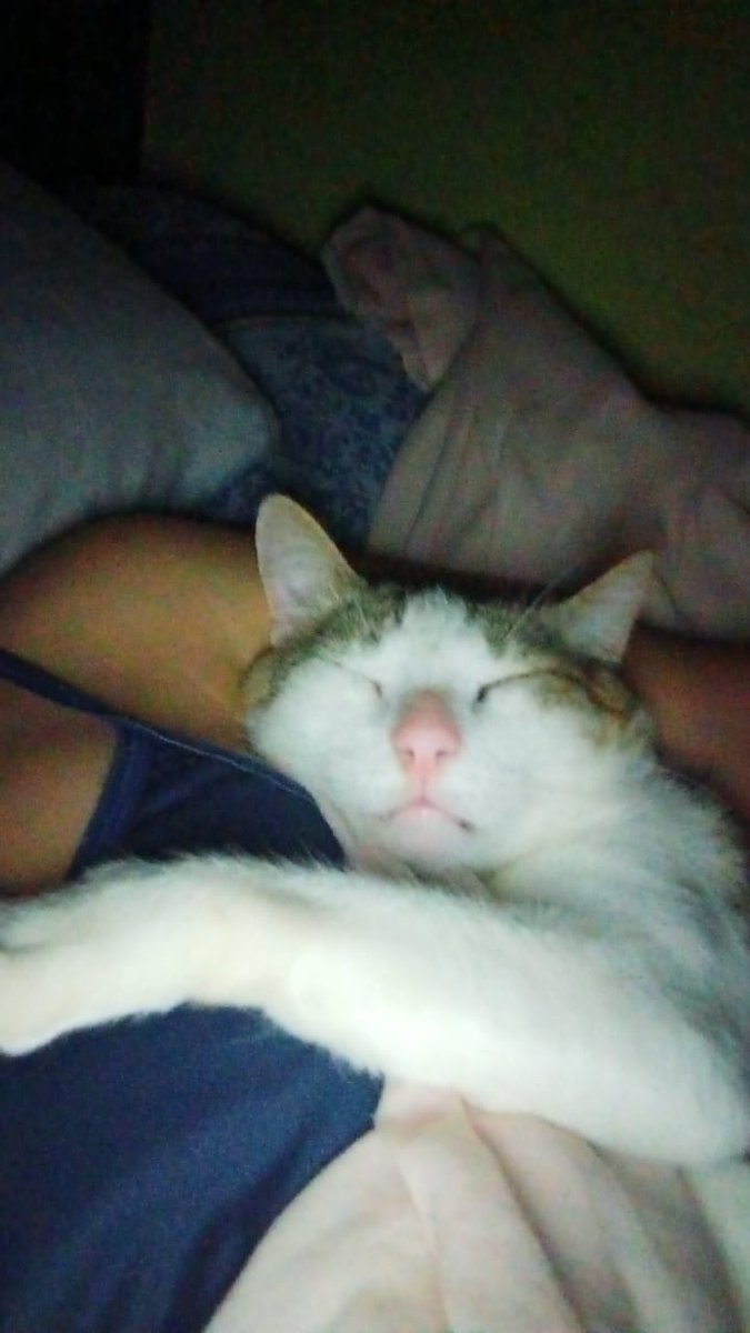 __flormartinez's tweet photo. Nunca me quise imaginar el dolor q te puede causar un animalito cuando se te pierde,pero para mí es mi hijo,porque yo lo crié, dormía conmigo, solo conmigo quedaba cuando yo no estaba me buscaba por toda la casa,dormía en mi cama solito y cuando yo llegaba se encimaba a mi😭😭 https://t.co/DHYza6fiJH