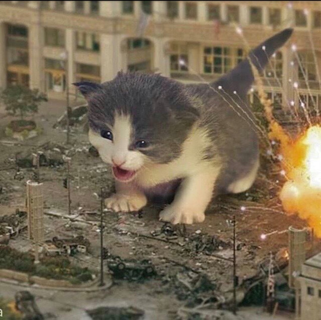 smol silly cat on Twitter: