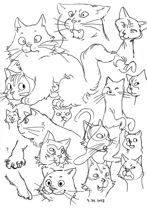 meow meows 
