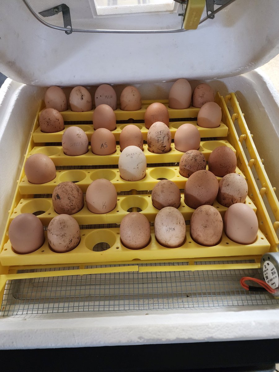 ledford_ffa's tweet photo. In Horticulture 1, we made edible flower models and transferred our butterfly larvae. 🦋 In Animal Science 1, we added eggs to our incubator. 🐣 #learningtodo @LedfordProud @dcsnc https://t.co/SY3QEsPYKH