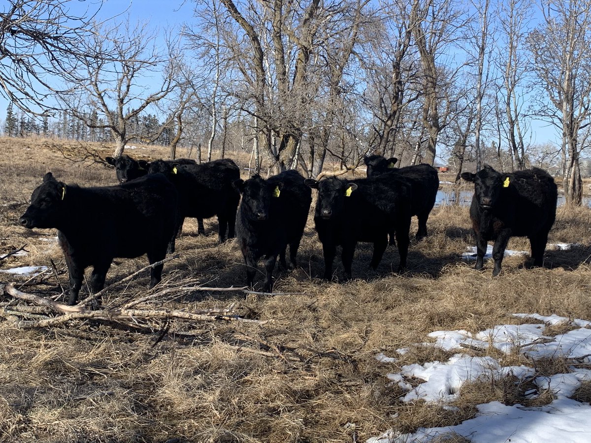 gbtangus's tweet photo. Little forage-hers…the ladies class of ‘22 come through winter pretty fat and sassy🥰. #allforage #angus #prettyfaces #learnedbehaviour #epigenetics #graze23 https://t.co/vbhvs3oqEH