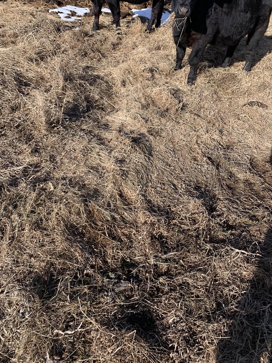 gbtangus's tweet photo. Little forage-hers…the ladies class of ‘22 come through winter pretty fat and sassy🥰. #allforage #angus #prettyfaces #learnedbehaviour #epigenetics #graze23 https://t.co/vbhvs3oqEH