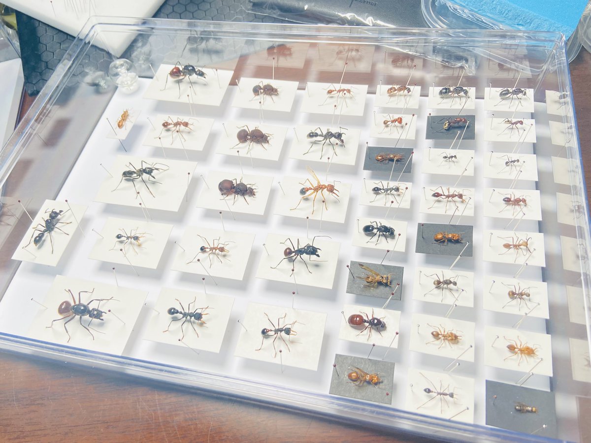 EvertStrange's tweet photo. ants from all over the world https://t.co/zrrevpk8JO