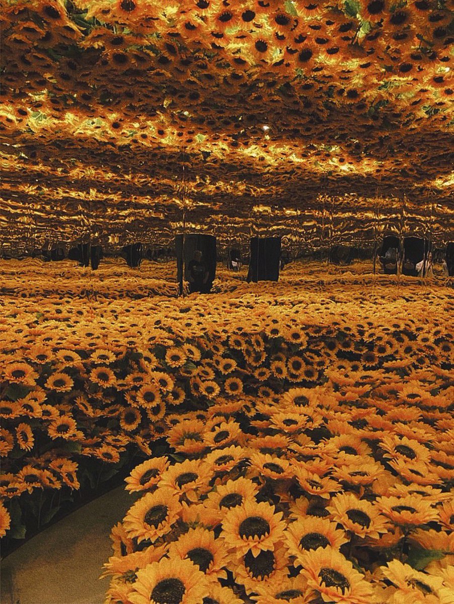 girasoles en el museo de Van Gogh.