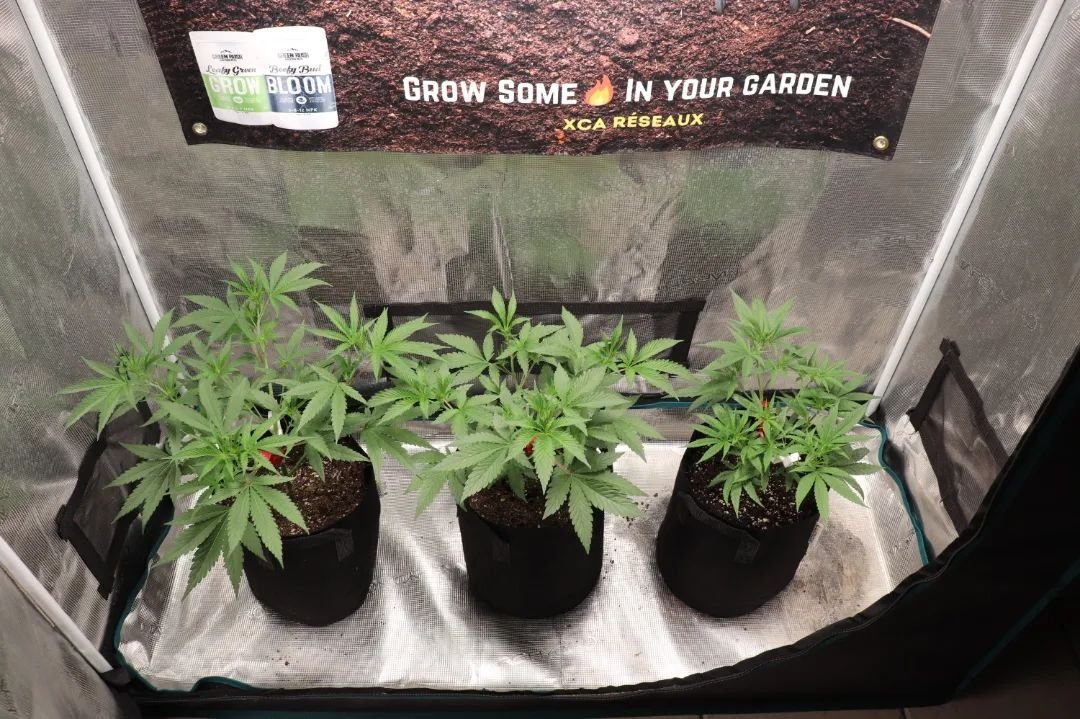 #repost from @xcareseaux

UF2000, 100W &amp; Upgrade driver
🌱$45.99 in amazon.com/unitfarm🌱
🌱CS$59.99 in amazon.ca/unitfarm🌱

#ledgrow #ledgrown #ledgrowlights #ledgrowlight #ledplantlight #ledgrowlightbar #lm301h #growlights #growlight #growlighting #spacesaver