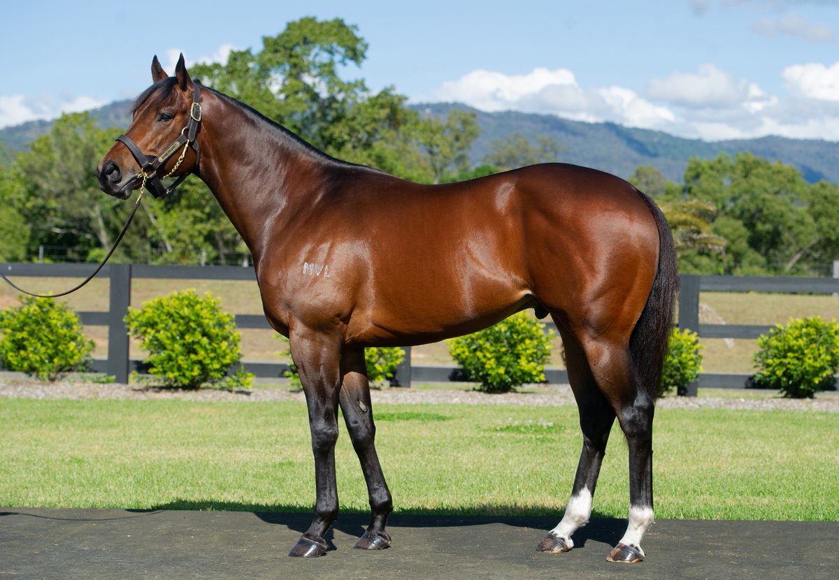 HighviewStud's tweet photo. 🗞️We've set our fees for #DivineProphet, #Santos & #Wrote for the 2023 breeding season. These three stallions are all proven and each one of them offers something different and all represent terrific value.
Full story here: https://t.co/l3SXCJbtQF https://t.co/piNxH5EUSQ
