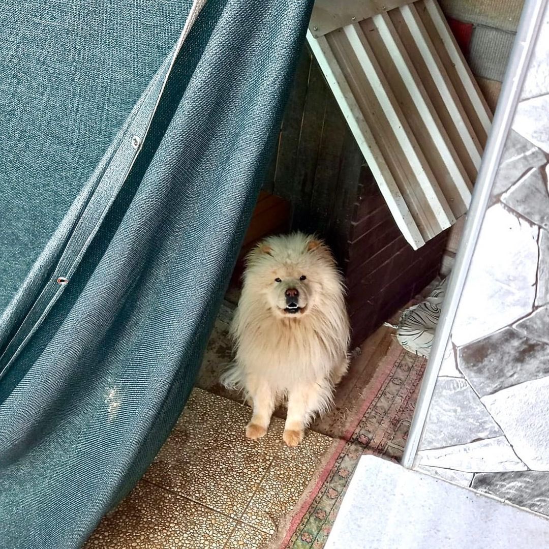 khaireliu's tweet photo. Hi. I’m Khaire Liu, Khai for short. I’m a full-time marketing manager for a small company, but I also take on freelance clients occasionally! Anyways, on a lighter note, meet the loml, Myo. Alasan banting tulang adalah untuk menghidupi dia. 🐶🐾 Kalian punya “the loml” juga, gak? https://t.co/9YdkhoUPFl