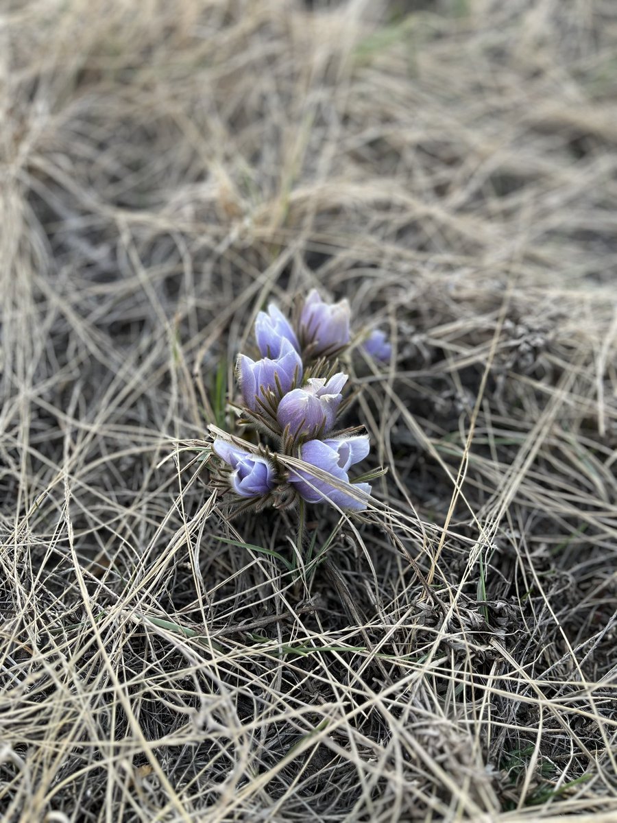 KinderVv's tweet photo. “On our way to find Ki’piaapi” after listening to the Blackfoot oral story of an important sign of spring, we had to get onto the land and find her. 
What a special gift to find her! https://t.co/pe3OR589pL