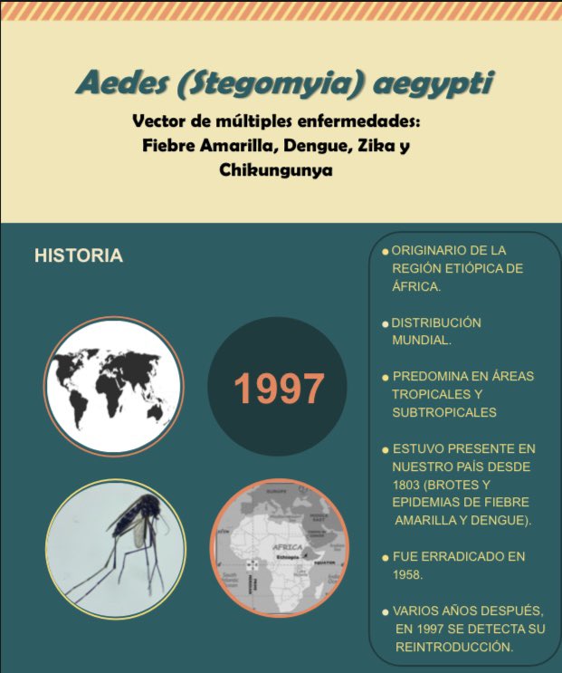 paraymicologia's tweet photo. Frente la situación epidemiológica de brote de dengue en Buenos Aires, Argentina y los casos autóctonos de Chikungunya en nuestro país compartimos información de interés! 
#Aedesaegypti #dengue #chikungunya #zikavirus @medica_uy @Infectologia_uy @MedPrevySoc @InstitutodeHig1 https://t.co/9hJhH6Z9le