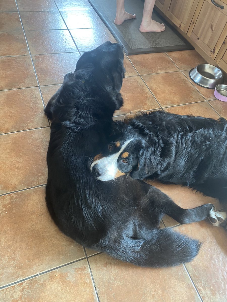 MayerDeb's tweet photo. Just some puppy content for the universe.
#yeg #bernesemountaindog #norwegianelkhound #snuggles https://t.co/dsMXIgK0dn