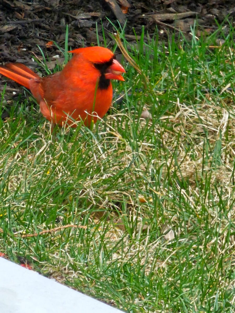 TugbaSalman's tweet photo. Kardinal Kuşu 😍 Northern Cardinal #mainebirds #birdwatching https://t.co/mvehXxP267