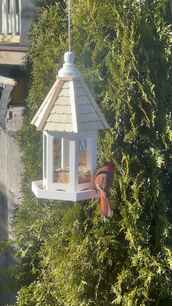 TugbaSalman's tweet photo. Kardinal Kuşu 😍 Northern Cardinal #mainebirds #birdwatching https://t.co/mvehXxP267