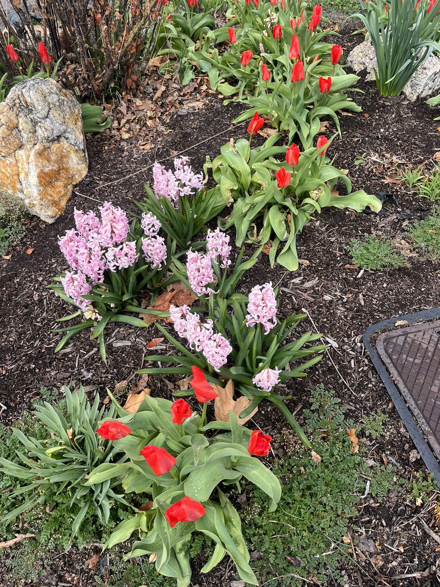 soIogmane's tweet photo. flowers i saw on my walk today 🥺🥰 so pretty https://t.co/hYGyqpLLBX