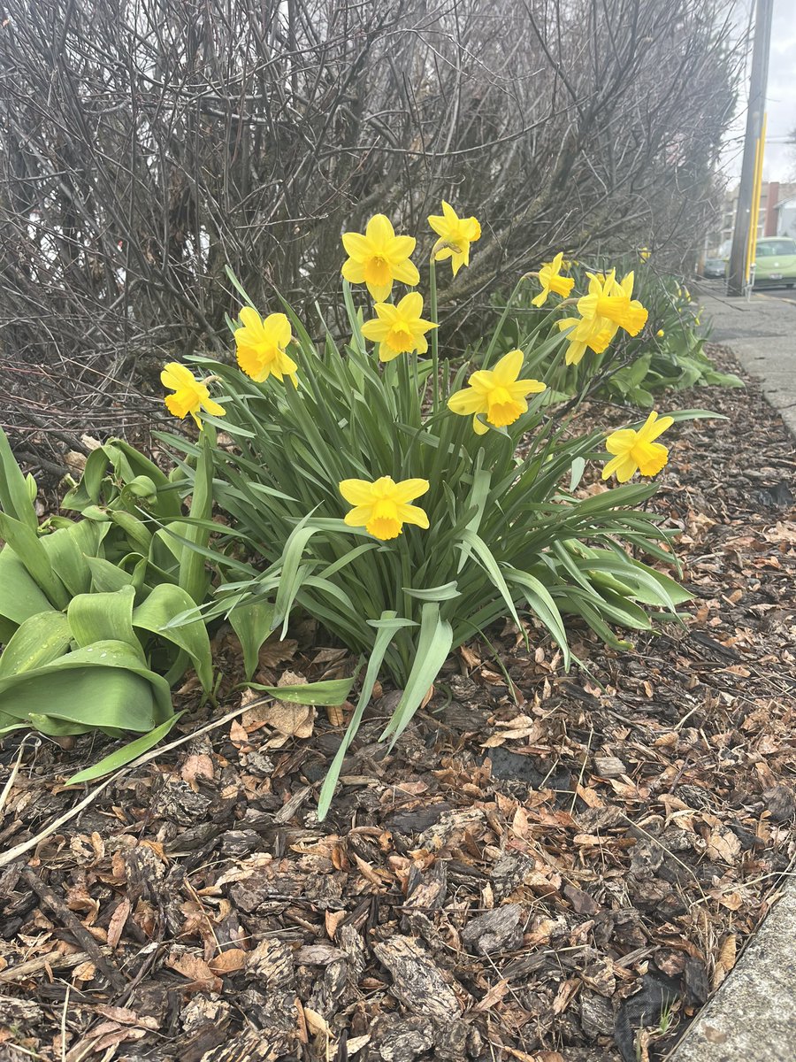 soIogmane's tweet photo. flowers i saw on my walk today 🥺🥰 so pretty https://t.co/hYGyqpLLBX