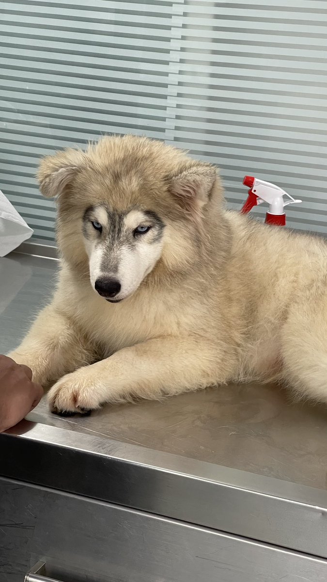 jerickjaime's tweet photo. Vet day 💉 https://t.co/hCGVFQKu5k